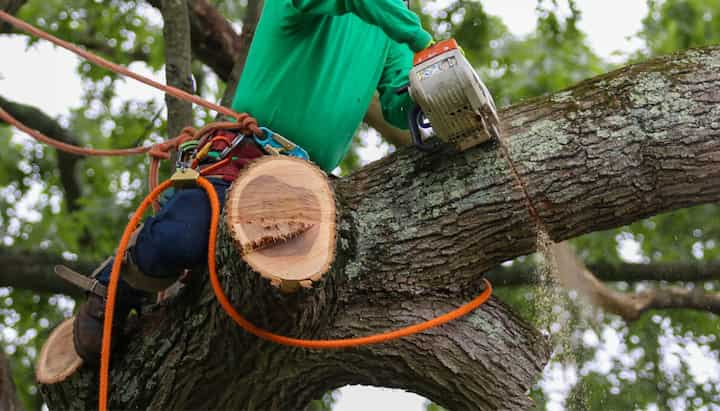 west linn tree service