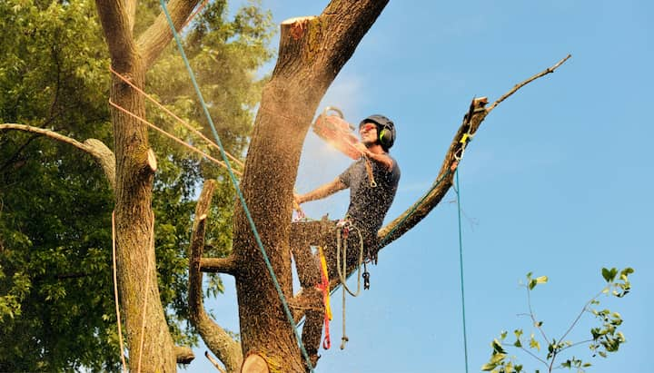 west linn tree service