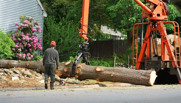 tree service west linn