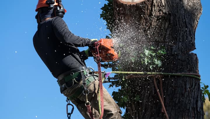 tree service west linn